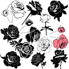 rose flowers isolated on white background