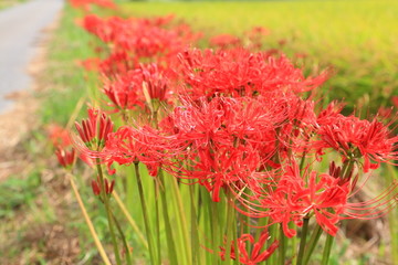 彼岸花