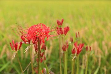 彼岸花