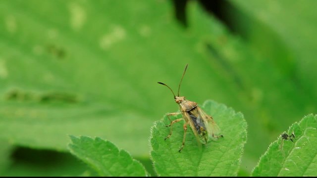 stinkbug on green leaf