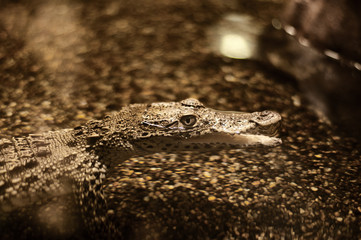 Cuban crocodile