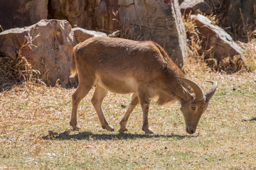 Barbary Sheep
