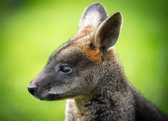 Naklejka na ściany i meble Piękne agile Wallaby