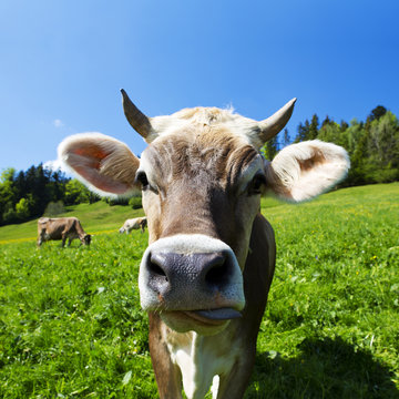 Kuh auf der Alm