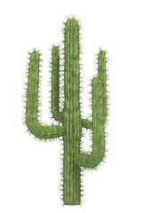 cactus on a white background