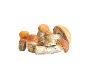 Mushroom on a white background