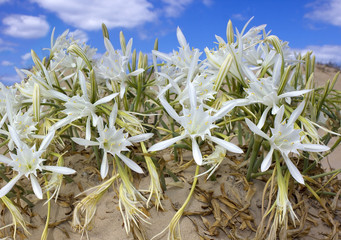 wild lily on the sand