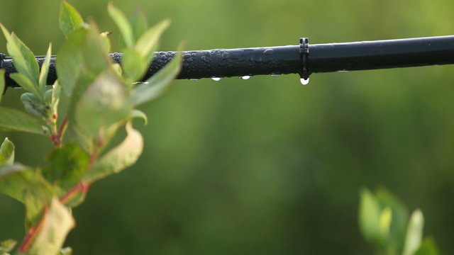 Drip Irrigation Pipe