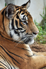 Bengal tiger