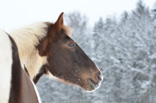 Salina Portrait