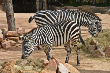Fototapeta na wymiar coppia di zebre
