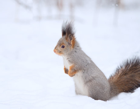Squirrel on the snow © usbfco