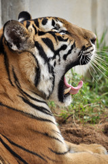 Tiger yawn