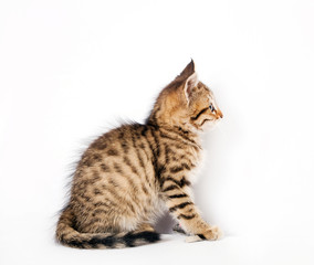 kitten sitting on white background