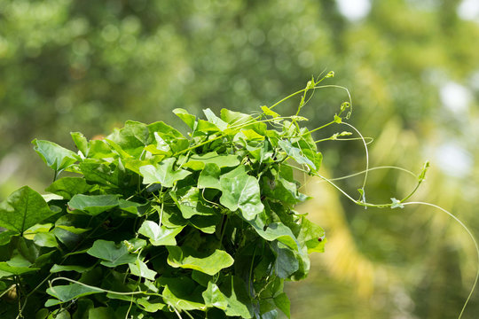 Ivy Gourd Vegetables.