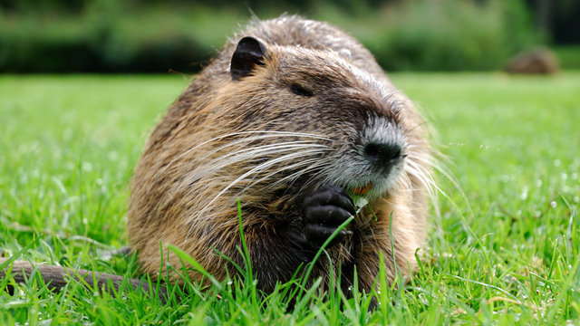 Junges Nutria. Biberratte.