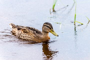 Swimming duck