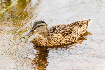Swimming duck