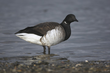 Brent goose, Branta bernicla hrota