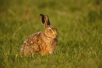 Naklejka premium Brown hare, Lepus europaeus
