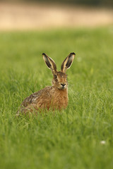 Brown hare, Lepus europaeus