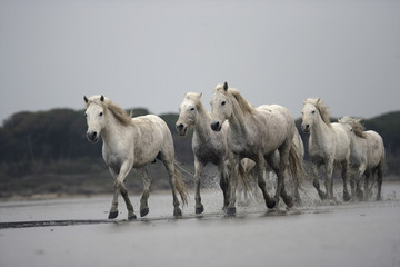 Camargue white horse - 56326247