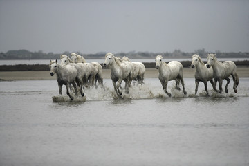 Camargue white horse