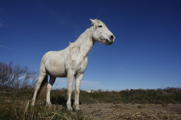 Obraz na płótnie Canvas Camargue white horse