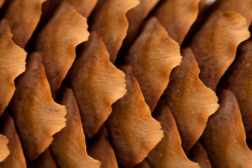spruce cone background