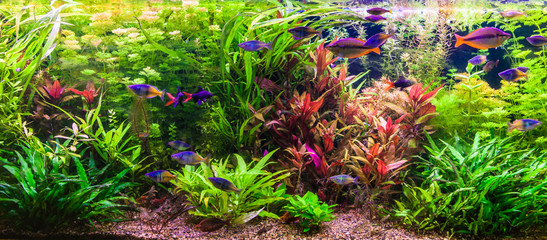 Fototapeta premium Ttropical freshwater aquarium with fishes