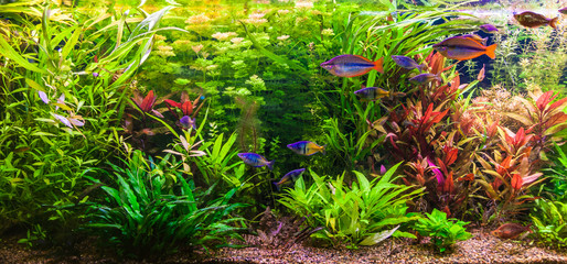 Fototapeta premium Ttropical freshwater aquarium with fishes
