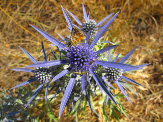 Macro life on blue wild flower in mediterranean nature.