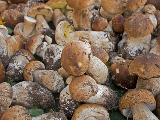 Porcini mushrroms - Boletus edulis aka as penny bun or cep