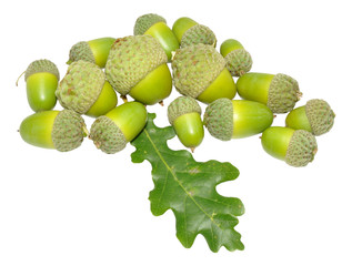 Green Oak Acorns