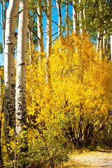 Golden Aspen Tree