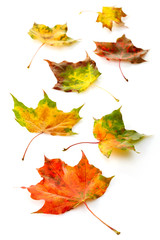 colorful autumn leaves