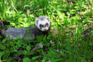 Ferret, Mustela putorius