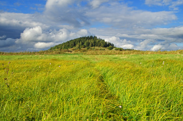 Meadow with tall grass