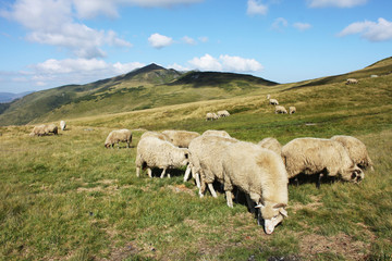 Fototapeta na wymiar herd of sheep in the mountains