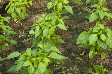green pepper plant