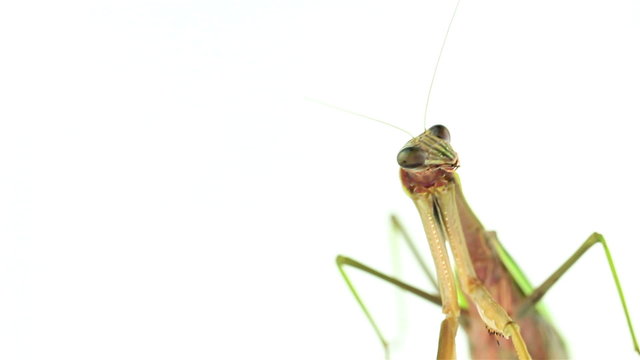 Praying mantis weaving then looking off to the right.