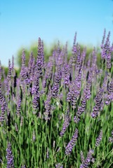 Lavender flowers blooming in summer, Provence, France