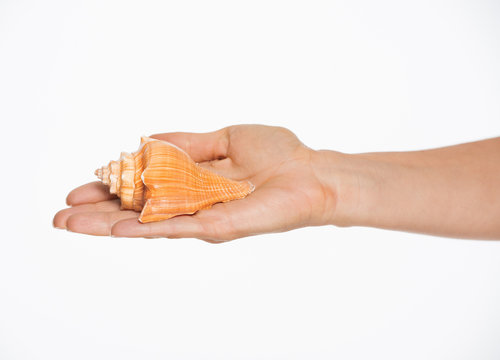 Closeup on hand holding sea shell