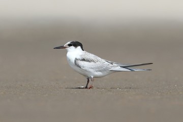 Obraz premium Common Tern (Sterna hirundo)