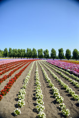 Colorful flower in the row2