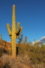 Sonoran desert landscape and cactus details