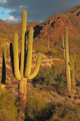 Sonoran desert landscape and cactus details