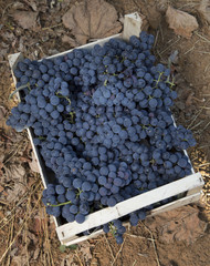 Cassetta con grappoli di uva