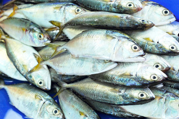 Fresh fish in the market.