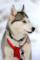 Siberian husky dog winter portrait